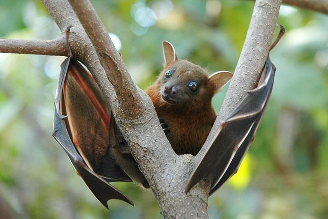 nipah virus, nipak virus kerala, nipah, nipah virus death, nipah virus symptoms, kozhikode, health kerala, k k shylaja, nipah, NiV, zoonosis, Pteropodidae family, fruit bats, severe diseases, symptoms of nipah, pteropus genus, t p ramakrishnan, kerala government health, health news, india news