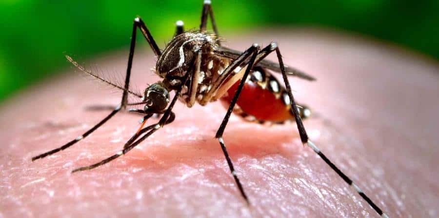 dengue