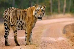 Tigress Avni