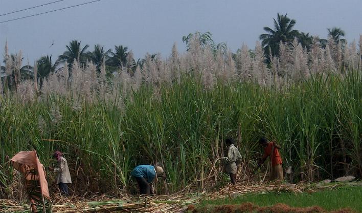 Sugarcane farmers
