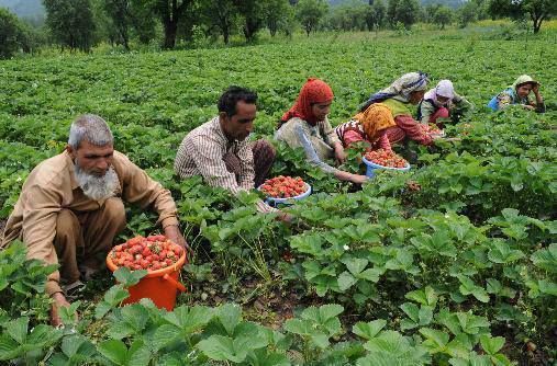 jammu and kashmir farm loan waiver
