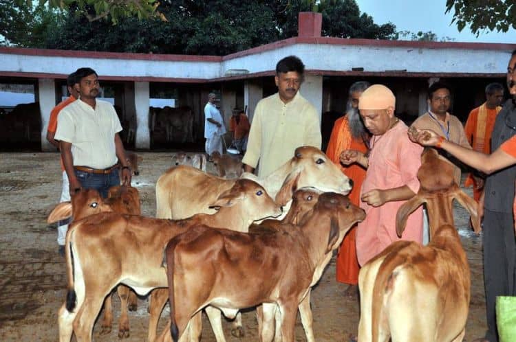 Cow cess Uttar Pradesh