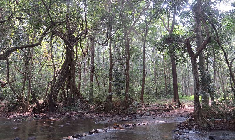 Assam reserved forests