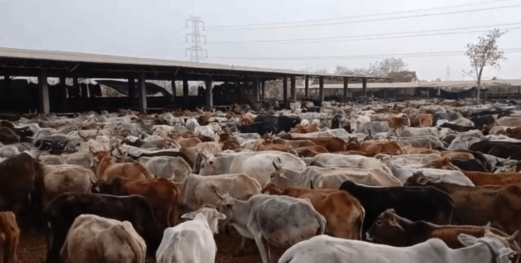 MP Cow Deaths