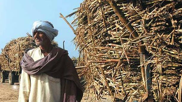 Uttar Pradesh sugarcane farmers