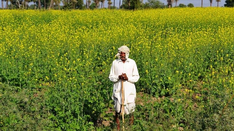 mustard farmers