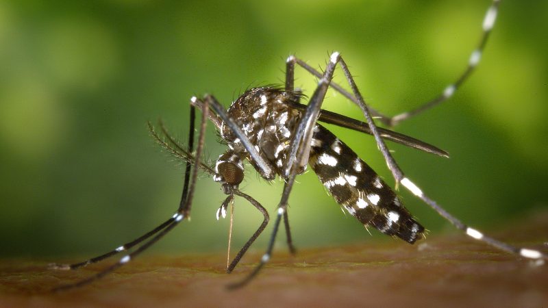 bangladesh dengue fever